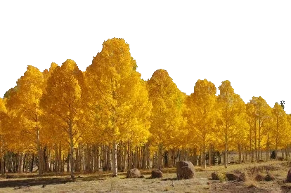 Pando, the quaking aspen clone
